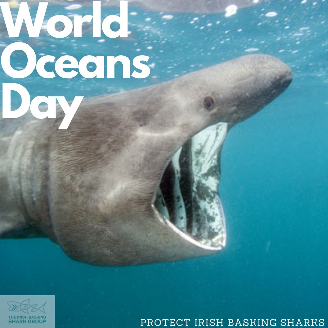 Irish Basking Shark tweet media