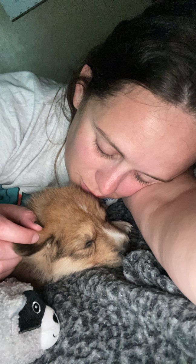 Meet Judge ❤️🥰 #PartLabPartGermanShepherd #HeCute <a href="/TheJudge44/">Aaron Judge</a>