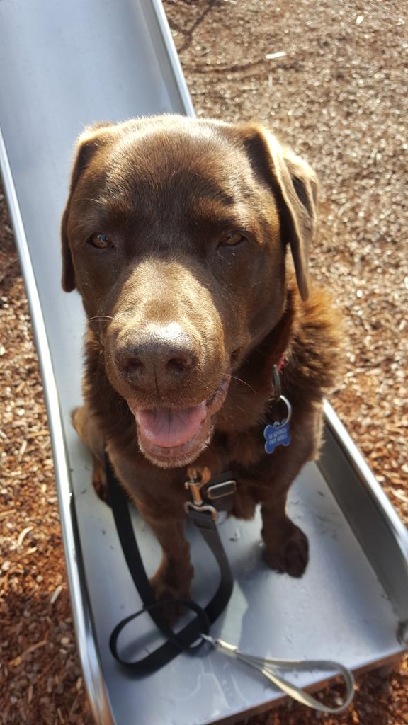 TwoDogHowl's tweet image. Sneaky #toungeoutTuesday 😁🐕😜