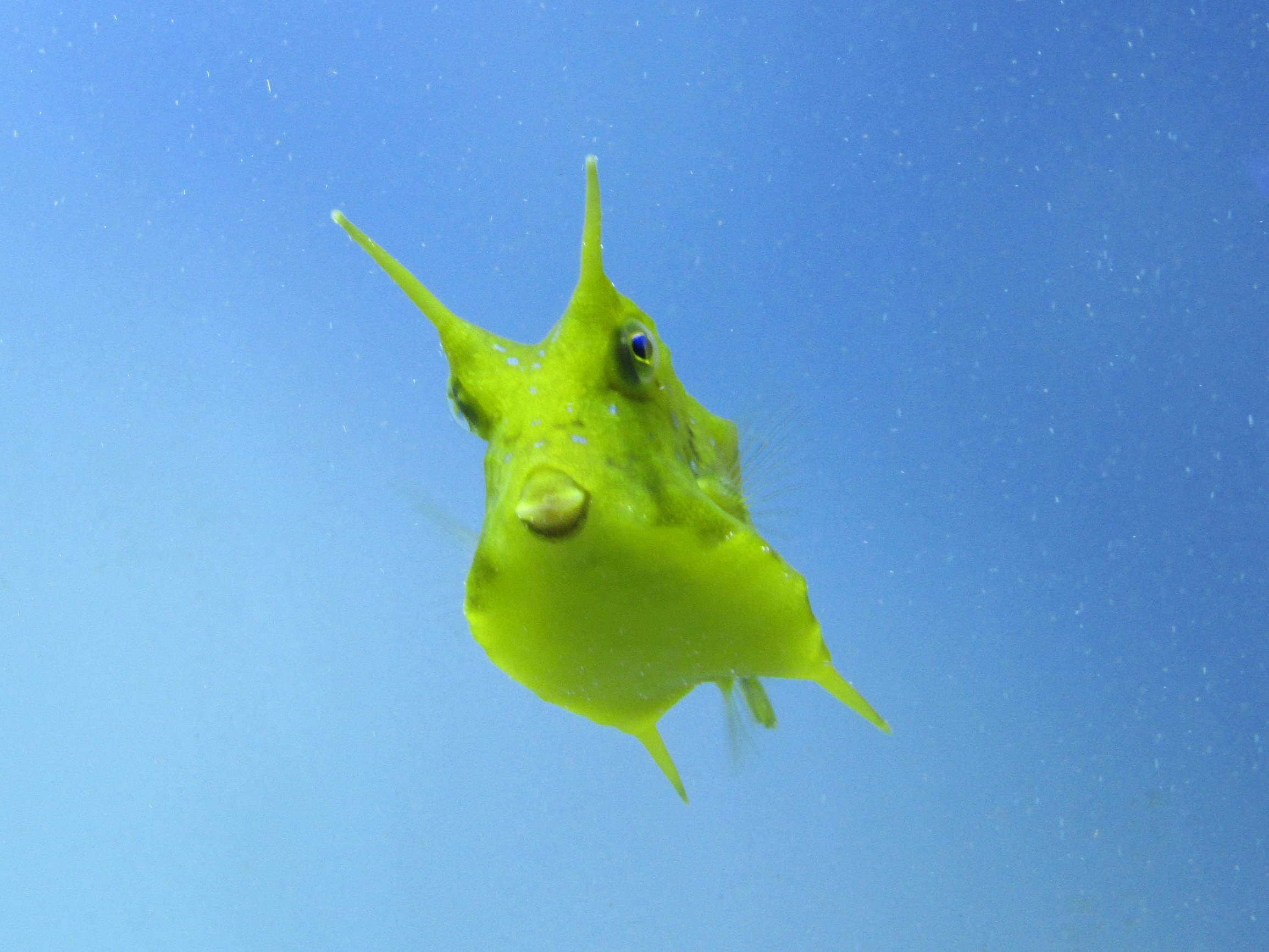 ぴちゃん 今日は 世界海洋デーということで 先日訪れた鳥羽水族館のラッコのメイちゃん キラちゃん ジュゴンのセレナちゃん コンゴウフグさん ラッコの飼育は日本で4頭のみ ラッコもジュゴンも絶滅危惧ia類だそうです 鳥羽水族館 ラッコ