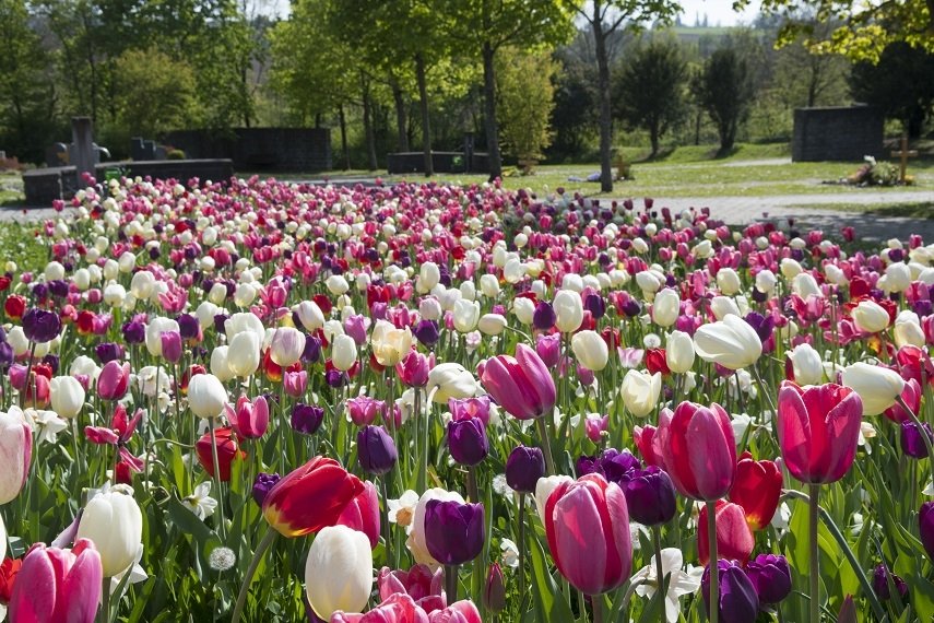 Good morning, happy tuesday for all, enjoy a wonderful day 🌺🌸🌷💗🤗