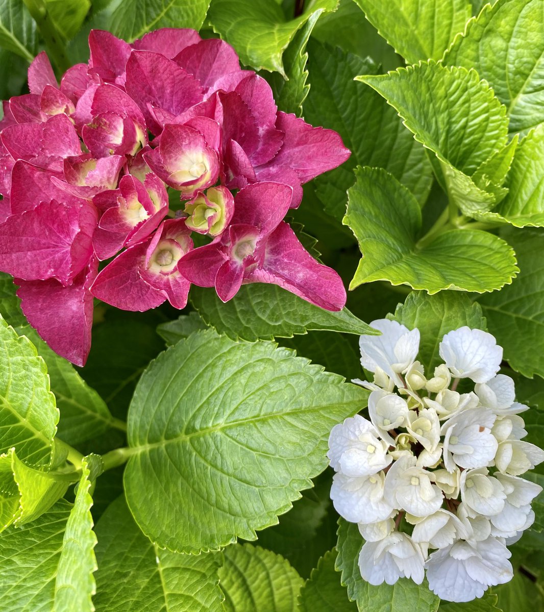 シティラインパリ