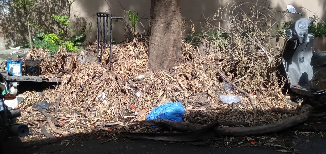 Ayushsinghhhhh's tweet photo. It's been more than a month and there has been no cleaning of fallen trees and now it has become a dumping ground which is causing lot of problems to the society. Requesting @mybmc @mybmcWardS to look into this.
Jain Mandir road IIT maingate powai-76. https://t.co/sPOFaKIkiy
