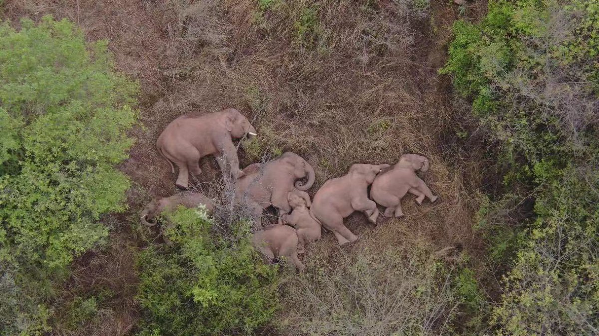 Update on the elephants: they are still on the outskirts of Kunming, and have the most adorable sleeping formation