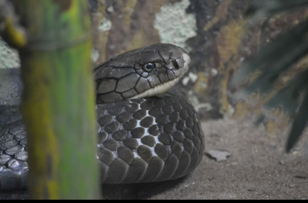 kerketta_punam's tweet photo. Ans. to #NatureQuiz No 44
#KING_COBRA-Kills it's prey with venom.
#Constrictors wrap around victims & suffocate them to death.
📸KailashKumbhkar
#TwitterNatureCommunity
#PunamsNatureQuiz
#Wildlife #Nature #Quiz #Environment #Ecology
#QuizTime #IndiWild
#TwitterQuiz #Reptiles https://t.co/wCAglsU800