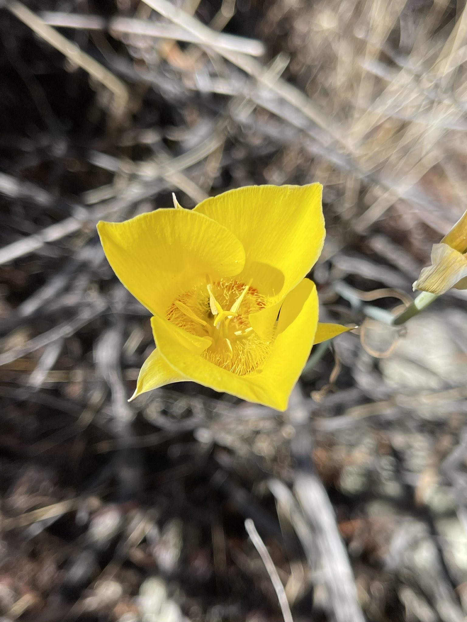 新芽展開中 獅子葉万年青 花尾獅子 | flokmel.com.br