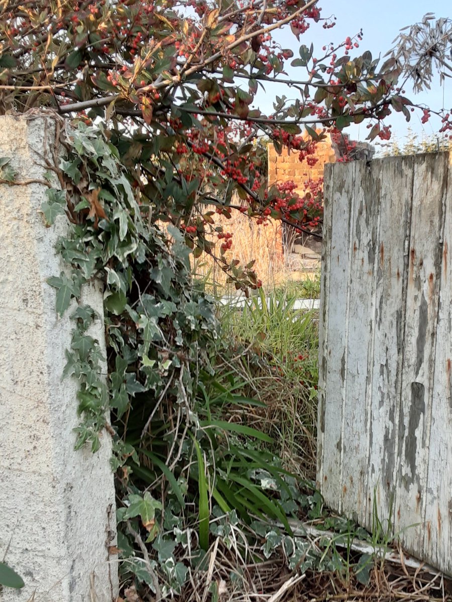 Non_Gardener's tweet photo. A garden gone wild.
Three hours ago, not far from the beach at Castlecliff. https://t.co/AYeOkp3Vx6