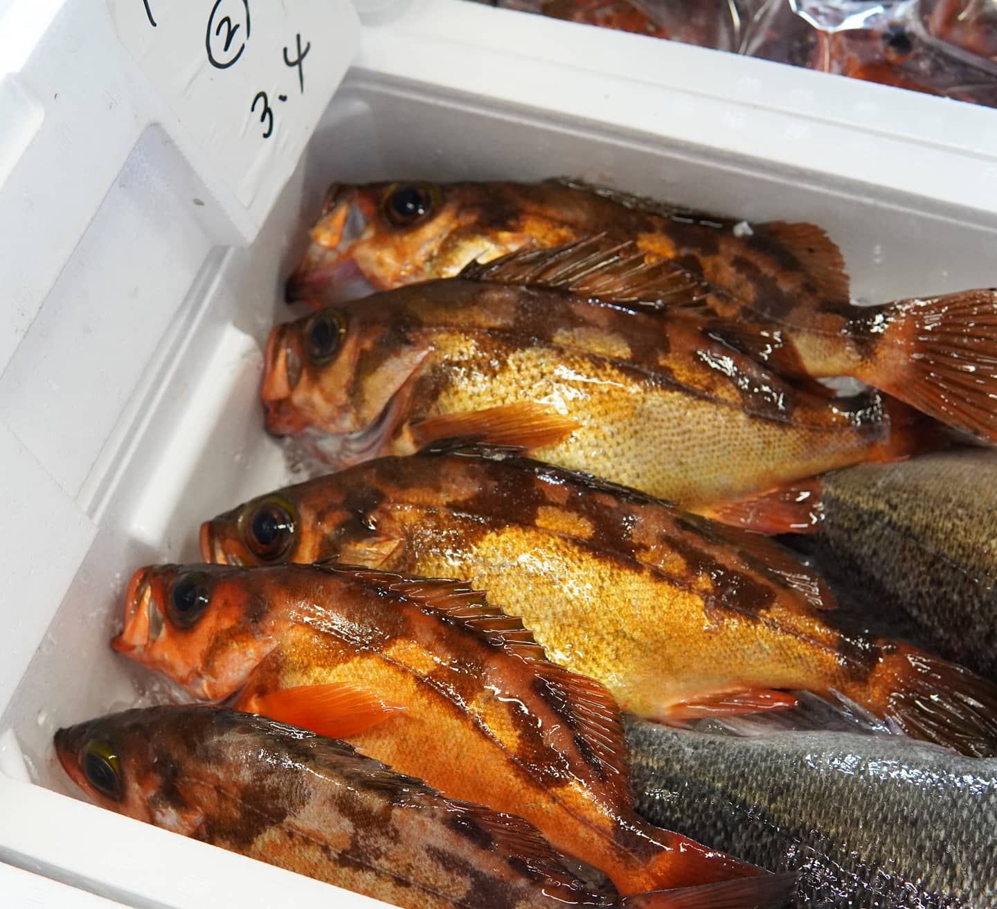 食の都庄内 庄内浜の旬の魚 テンコ 庄内ではメバルを テンコ と呼びます 庄内の方言で 顔を上に向け空を見上げる動作を 天口 てんこ ふく といい メバルが上を向きじっと浮いていることが多いため このような呼び名に 庄内でメバルというと