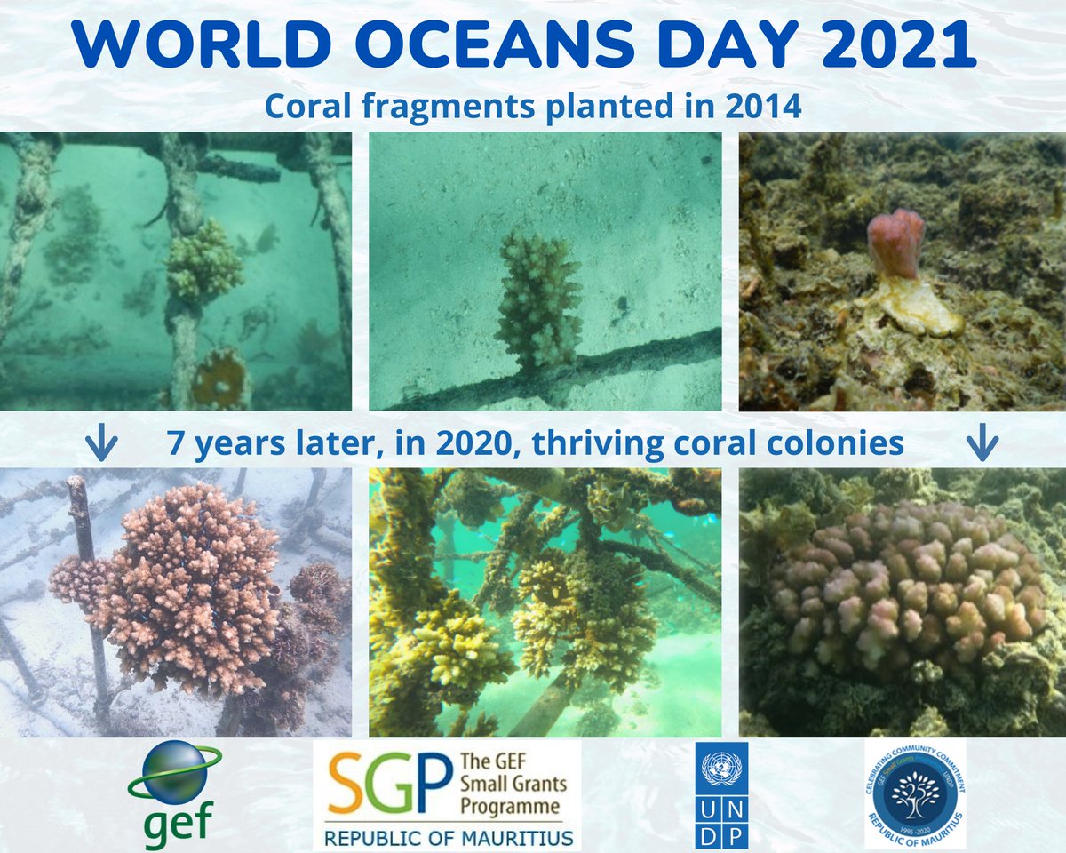 Happy #WorldOceansDay!🌊
7 years ago, over 7000 coral fragments were transplanted in Trou aux Biches by @GEF_SGP #Mauritius grantee, ELI Africa. Today it's a thriving ecosystem generating sustainable ocean livelihoods through ecotourism
#SIDS #CoralRestoration #ForPeopleForPlanet