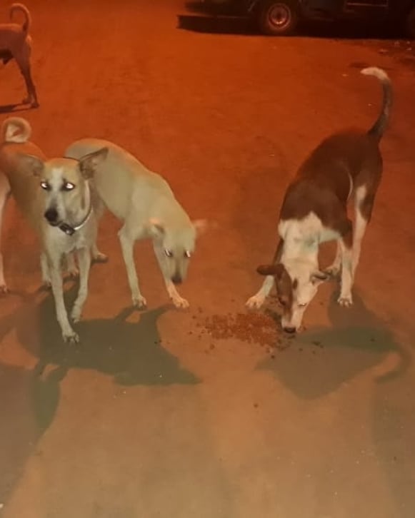 streetanimalsin's tweet photo. Feeding Day 357 : Date 07.06.2021
.
Showering your love
stay connected with humanity
.
#StreetAnimals #StreetAnimalsIndia #pawsandclawsofficial #pacofficialindia #forfutureindia #forfutureindiateam #foodfeeding #animallover #betterlivesfordogs #betterlivesfordogsindia https://t.co/JFpszpkVVx
