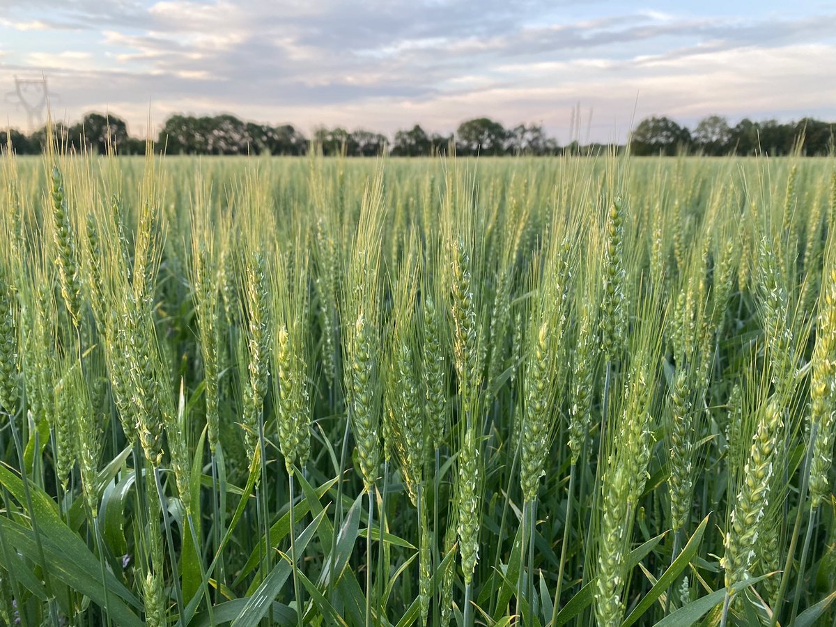 agroguydavid's tweet photo. Blé de printemps bio sans labour après un bon et propre couvert d’hiver. 20 unités d’azote dans la ligne de semis uniquement et un binage. https://t.co/l3Z0XQ0C5T