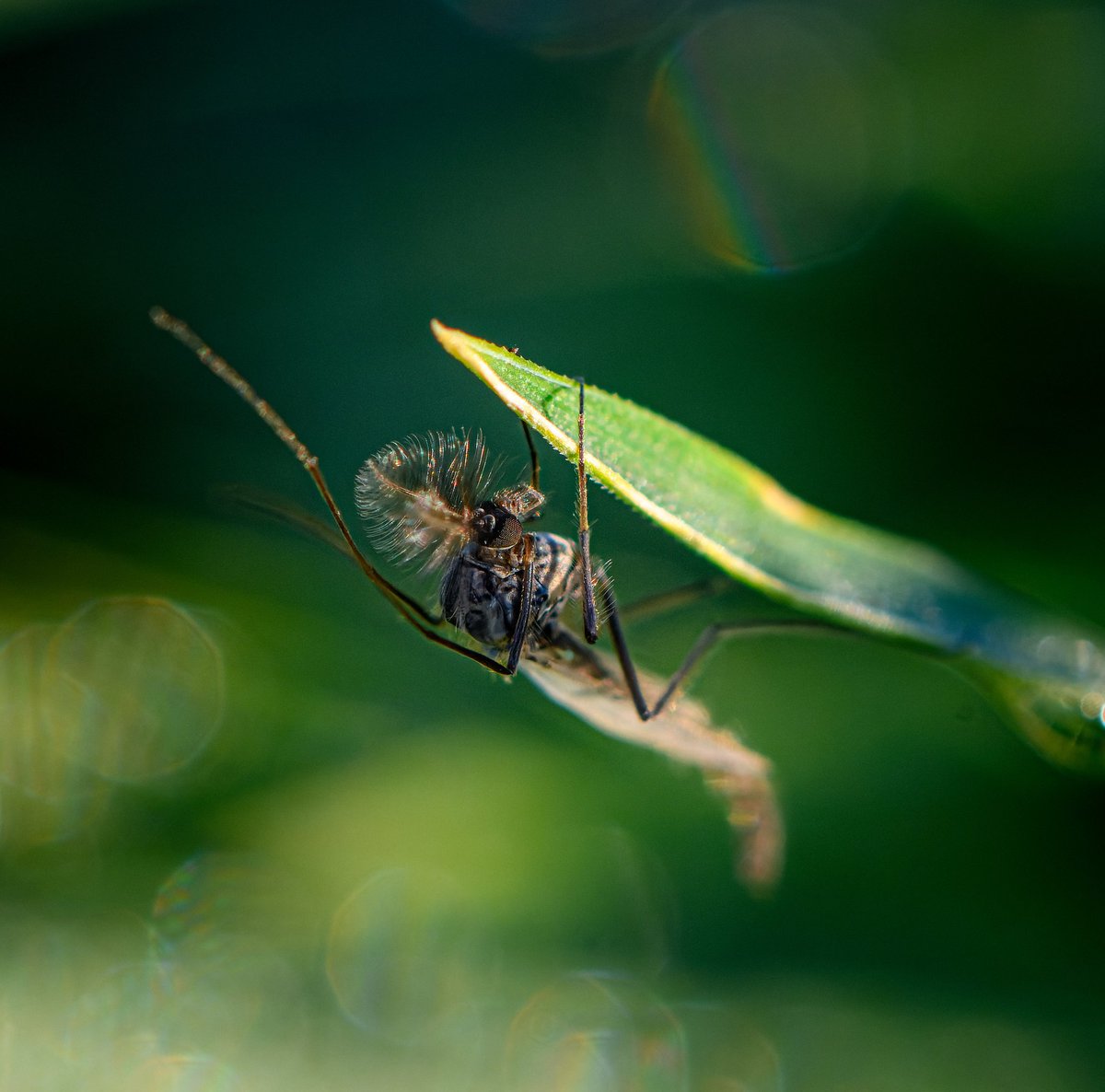 The Chironomidae (informally known as chironomids, nonbiting midges, or lake flies) comprise a family of nematoceran flies with a global distribution. They are closely related to the Ceratopogonidae, Simuliidae, and Thaumaleidae. Many species superficially resemble mosquitoes, but they lack the wing scales and elongated mouthparts of the Culicidae. An example of mosquito-resembling species is Tokunagayusurika akamusi.The name Chironomidae stems from the Ancient Greek word kheironómos, "a pantomimist".