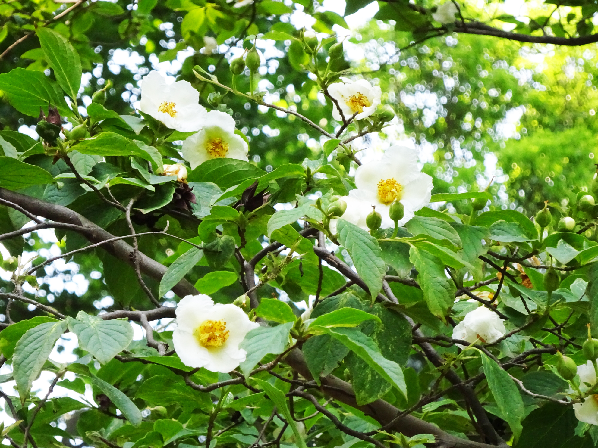 新宿御苑 自然情報 千駄ヶ谷門近くで 夏椿 ナツツバキ が咲いています 6月から7月にかけてみごろをむかえる 純白の清楚な花は 朝に開いて夕方には落花する一日花です 緑まぶしい園内で ひときわ涼やかさを感じますね 新宿御苑 夏椿 T