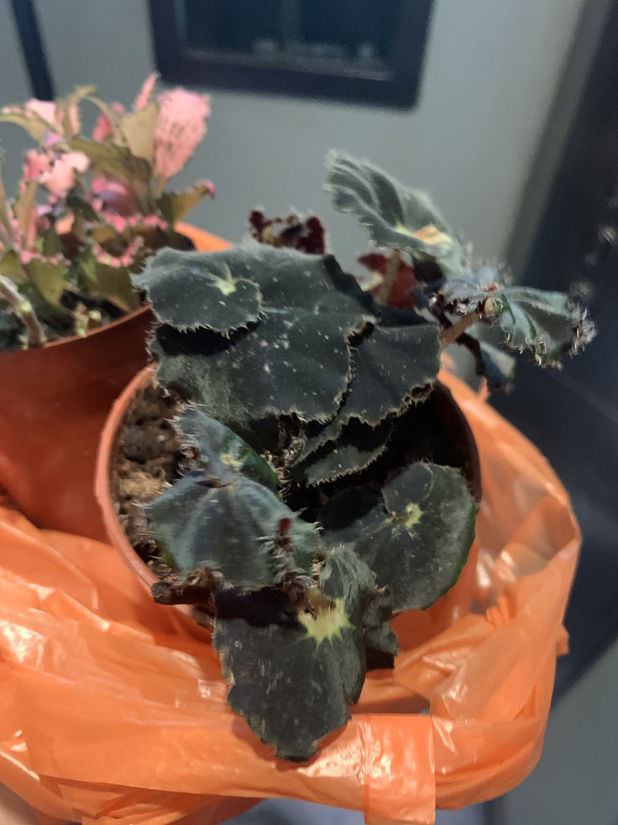 g0rjez's tweet photo. #someuan randomly got me a Black Mamba Begonia. And another Fittonia. BLACK MAMBA SIS! Love anything exotic in my garden. Esp anything black or colours. Belum jumpa black rose je. https://t.co/3bSxaNfSS7