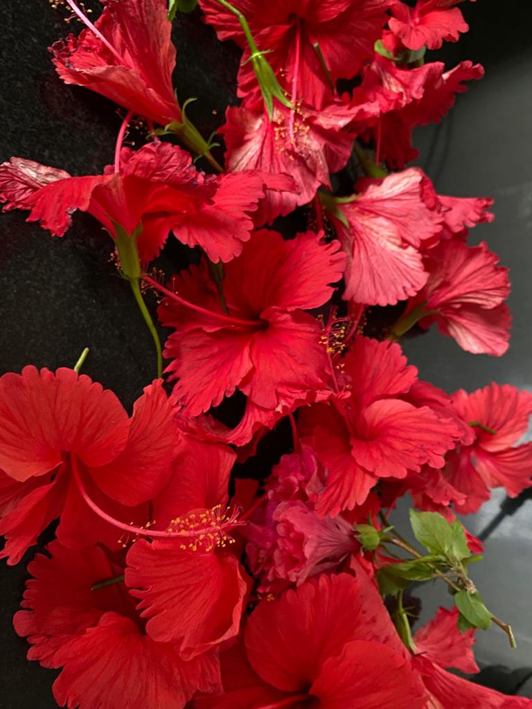 Minnakshi's tweet photo. Live each day of your life like Hibiscus lives its day...in full bloom
And that's Hibiscus tea..sweet, sexy and cleansing #naturesblessings https://t.co/XPCSAtmfeO