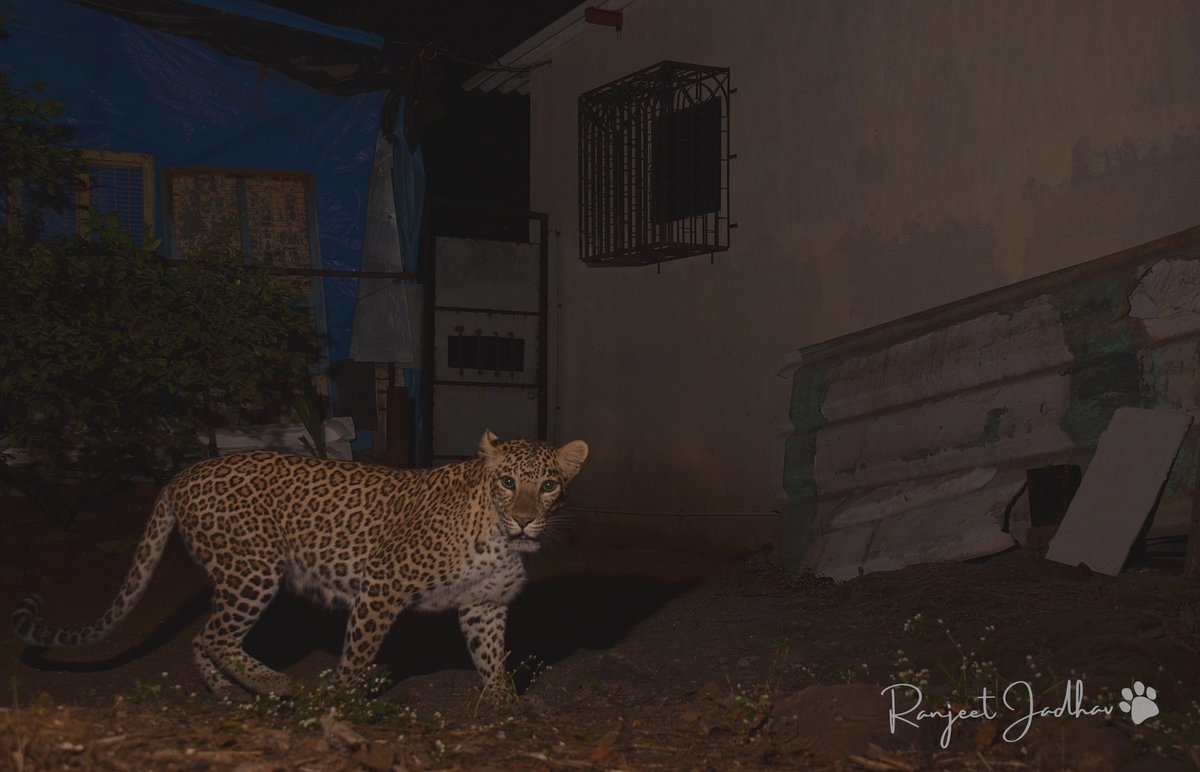 WildAarey's tweet photo. Aarey is also home to over 7 leopards including the legendary leopard #Luna -  a succes story of human-wildlife coexistence #WildAarey @AUThackeray @MahaForest  @ApccfM
@moefcc
#WildAarey #Mumbai https://t.co/m12SQs8kJR