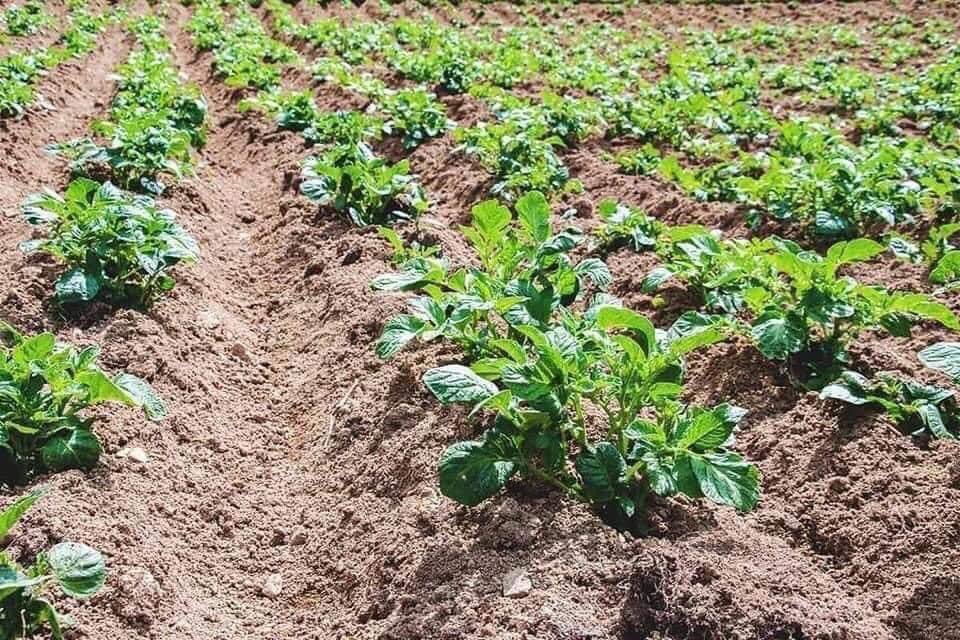 X4rWBDKCH7MG50W's tweet photo. Magaallada #Beledweyne ee Gobolka Hiiraan waxaa lagu tijaabiyay abuurka nuuc ka mid ah Baradhada ugu wanaagsan adduunka ee loo yaqaan (Nicola Potato), 90% si wanaagsan ayaana loogu guuleystay

#Somalianimada #waa #oo #dhalasho https://t.co/59WFXUPclU