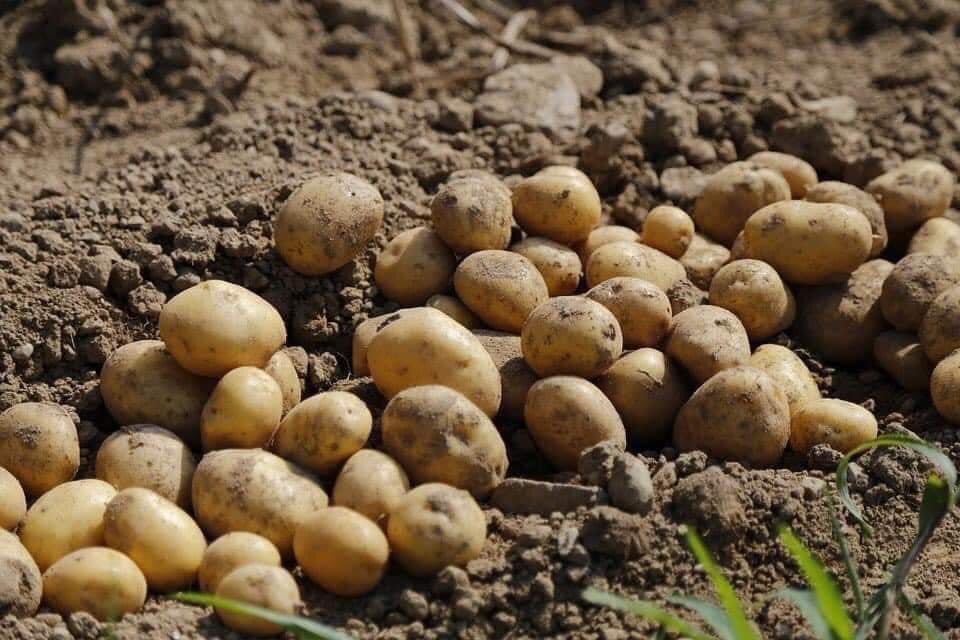 X4rWBDKCH7MG50W's tweet photo. Magaallada #Beledweyne ee Gobolka Hiiraan waxaa lagu tijaabiyay abuurka nuuc ka mid ah Baradhada ugu wanaagsan adduunka ee loo yaqaan (Nicola Potato), 90% si wanaagsan ayaana loogu guuleystay

#Somalianimada #waa #oo #dhalasho https://t.co/59WFXUPclU