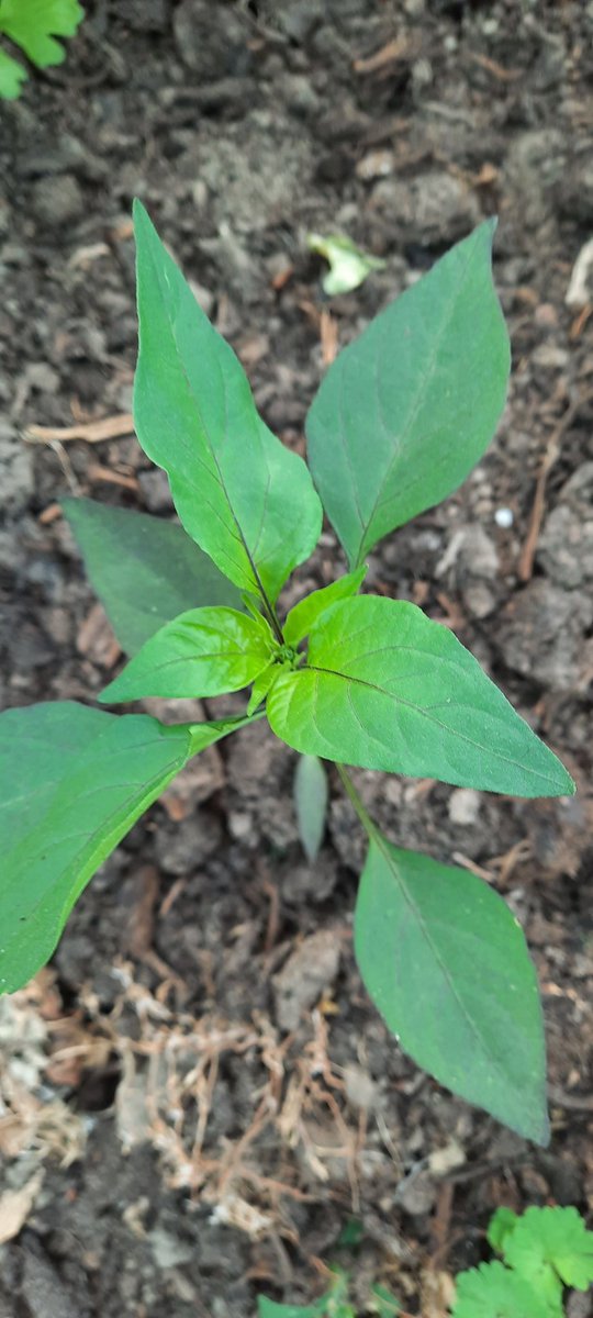 nerdhof's tweet image. Our @OpenSeeds are doing great! #ConnectingGardens #OpenSourceSeeds