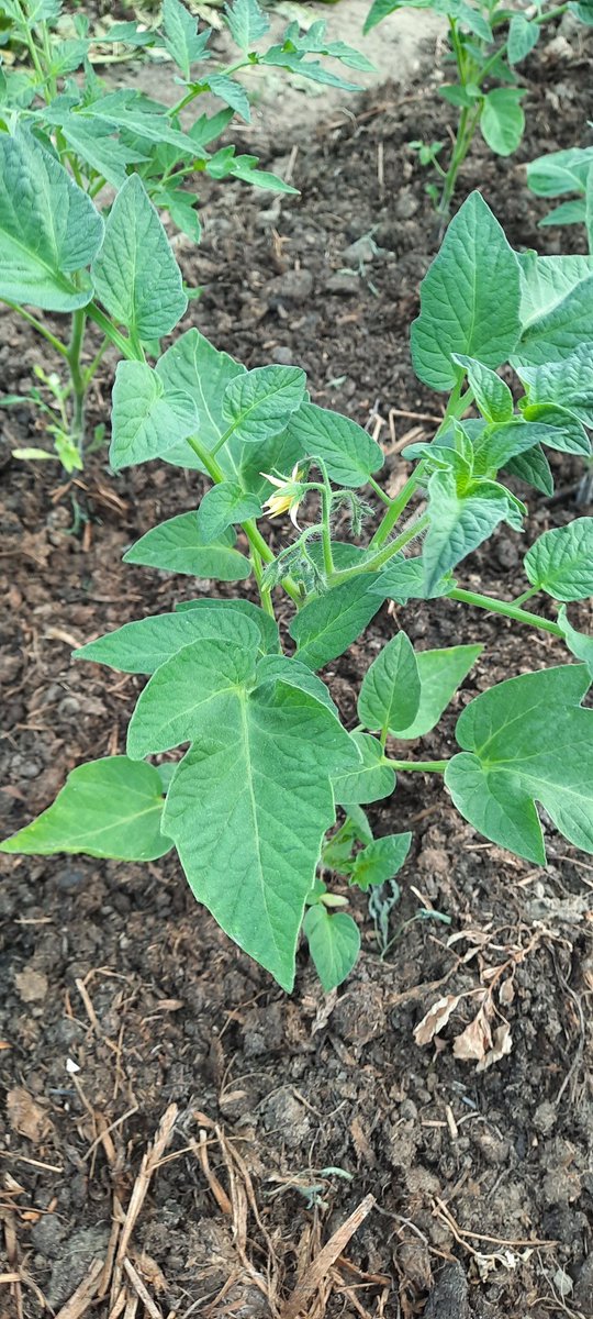 nerdhof's tweet image. Our @OpenSeeds are doing great! #ConnectingGardens #OpenSourceSeeds