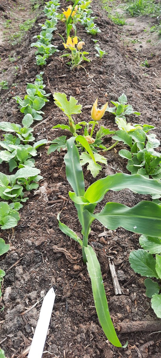 nerdhof's tweet image. Our @OpenSeeds are doing great! #ConnectingGardens #OpenSourceSeeds