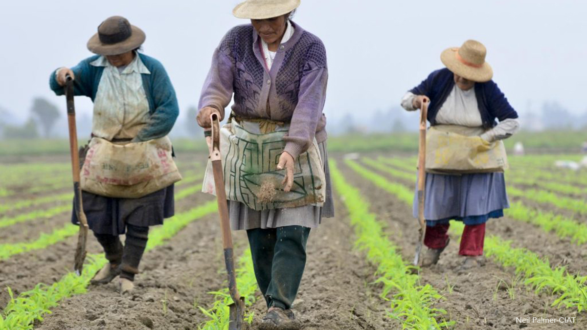остров цейлон шри ланка. волжская булгария скотоводство. филиппины рис плантации. хозяйство в деревне. положение крестьян.