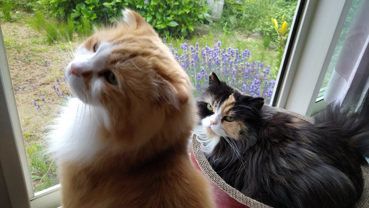 ねこカフェmimi Verisa3773tida Twitter ねこカフェmimi Verisa3773tida Twitter