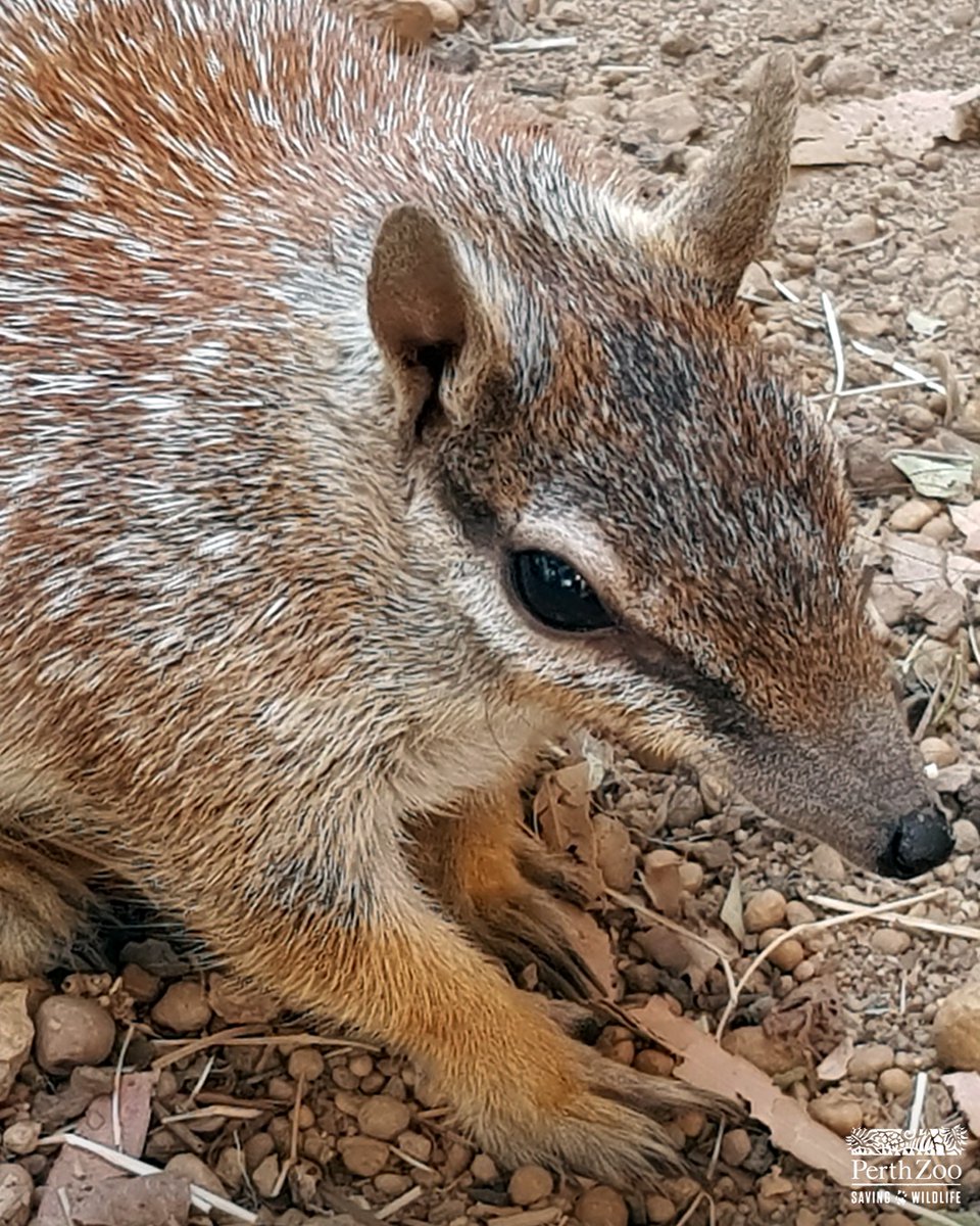 PerthZoo's tweet photo. It's a sad day for the Zoo family, as we farewell Numbat, Kirra. At 11 years old, she was the world’s oldest female Numbat 😢 https://t.co/Z97GyL6syH