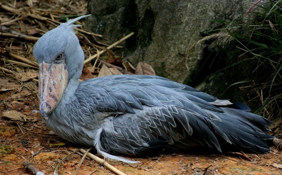 Shoebills Every Hour (@shoebillhours) on Twitter photo 2022-11-03 23:32:35