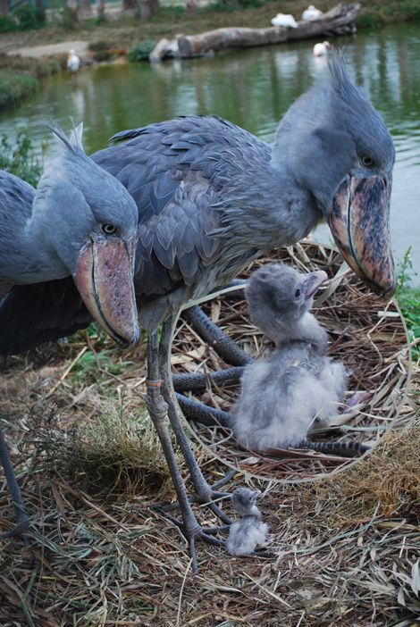 Shoebills Every Hour (@shoebillhours) on Twitter photo 2022-09-25 19:32:43