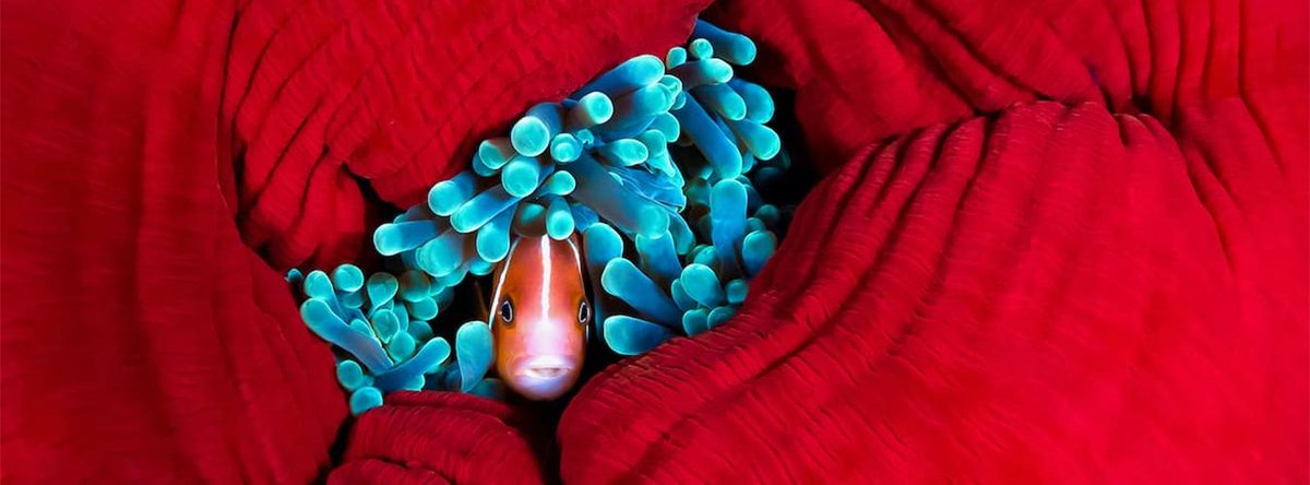 Programme des Nations Unies pour l’environnement tweet media