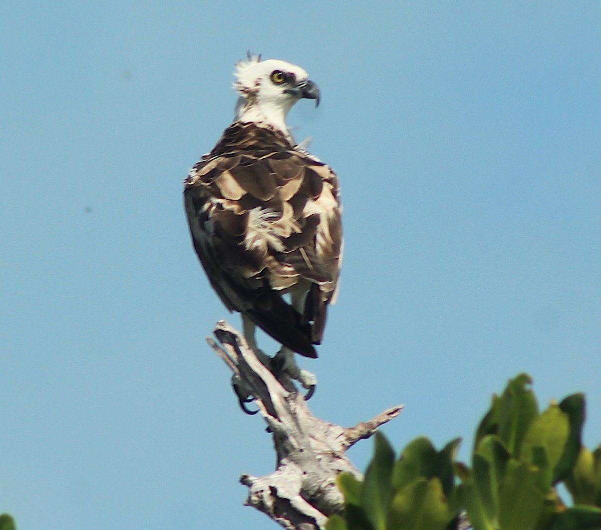 N_CastelblancoM's tweet image. Zarpar de nuevo en busca de bichos es un bálsamo para el alma. Muchos avistamientos en un sólo día. 

#SianKaan #Prommac #NatGeo #Megafauna
