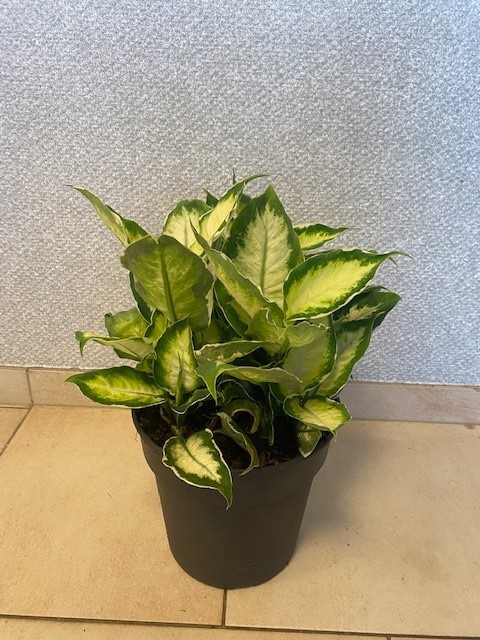 over een maandje krijgen wij deze pareltjes leverbaar.
Wat vinden jullie van deze Dieffenbachia Cool Beauty ? 🤩