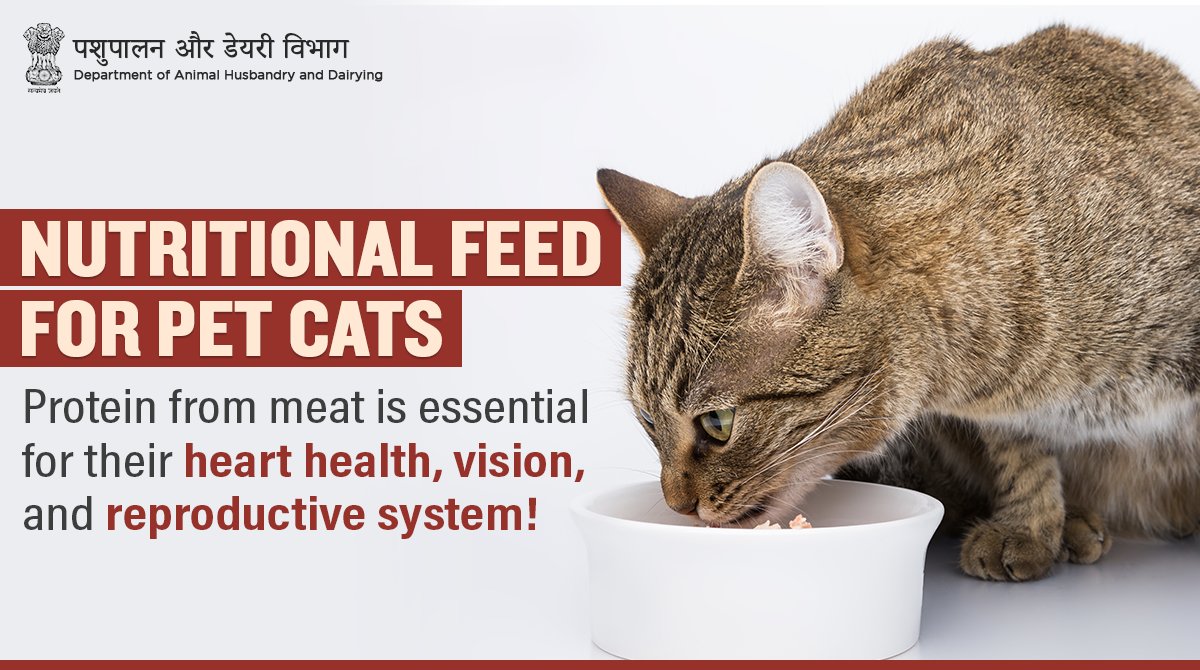 Dept_of_AHD's tweet photo. Feeding pet #cats 🐱 with a protein-rich diet like cooked meat, boneless fish, and eggs helps them fight heart & kidney disorders and maintains their overall heath!
#PetCat #AnimalWealth #Feeding #CatFeed https://t.co/dSHW22WhOC