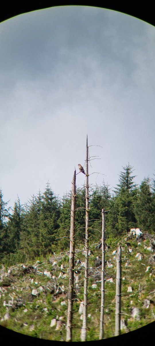 Laura_wildlife's tweet photo. This guy watches me do VP surveys every day 👀 https://t.co/47ha5eDVkg