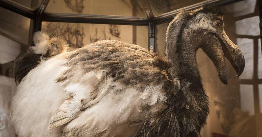 Le Dodo semble tout droit sorti d'un dessin animé. Lointain cousin des pigeons, son histoire est une drôle d'aventure, mais sa disparition l'est malheureusement beaucoup moins, victime collatérale du commerce des hommes franceculture.fr/emissions/les-…