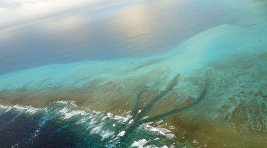 Journée mondiale de l'océan : la France doit sauver ses récifs coralliens ! lexpress.fr/actualite/scie…