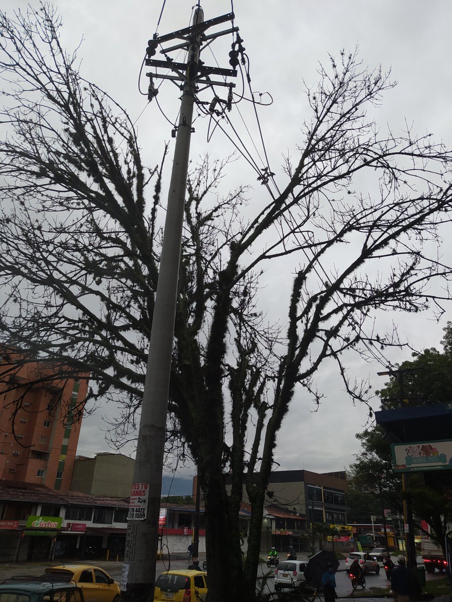 amoj76's tweet photo. @AlcaldiadeMed @EPMestamosahi de paso este árbol ya está sobre los cables de dos postes pedimos su ayuda en podarlo https://t.co/h8YjkUgfuy