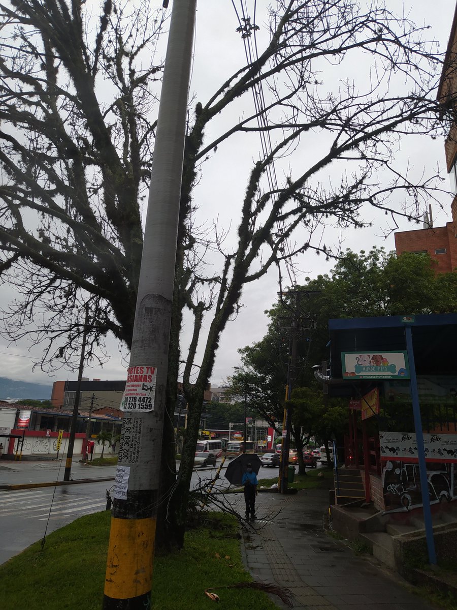 amoj76's tweet photo. @AlcaldiadeMed @EPMestamosahi de paso este árbol ya está sobre los cables de dos postes pedimos su ayuda en podarlo https://t.co/h8YjkUgfuy