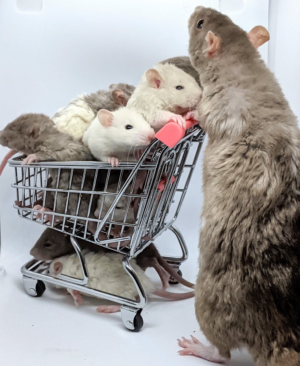 C'mon then kids, to the shops we go.

#rats #petrats #ratsoftwitter