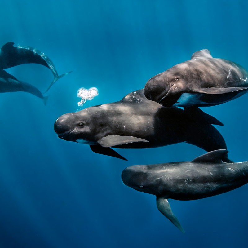 springfieldmw's tweet photo. Did you know that pilot whales live along the Spanish Mediterranean and Atlantic coasts? 🐳 Let's reconnect with our planet and change the future of the oceans.
#SpringfieldOceans #ReconsiderSpringfield #AsYouLive