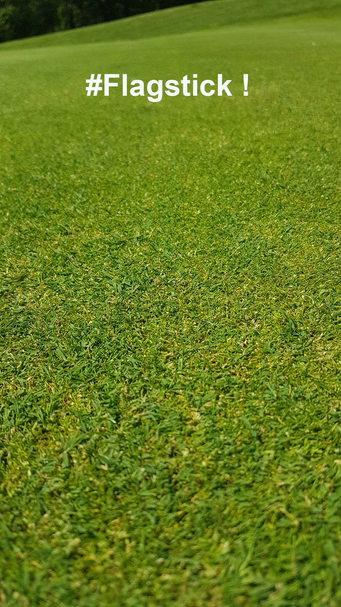 DLF_France's tweet photo. Notre dernier sujet #golf ? C'était les radicelles de #Flagstick semée sur greens du sud-ouest. Voilà un green comme en rêvent tous les greenkeepers !
Les greens autour subissent des attaques de #DollarSpot, ceux regarnis avec Flagstick sont magnifiques !
https://t.co/vPLaoTzdu3 https://t.co/vAcyotk5IZ