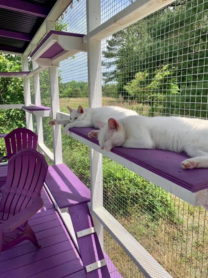 Albacore Tuna: June 8th is Best Friends Day and my BFF is Ahi Tuna. Who are the BFFs in your house?