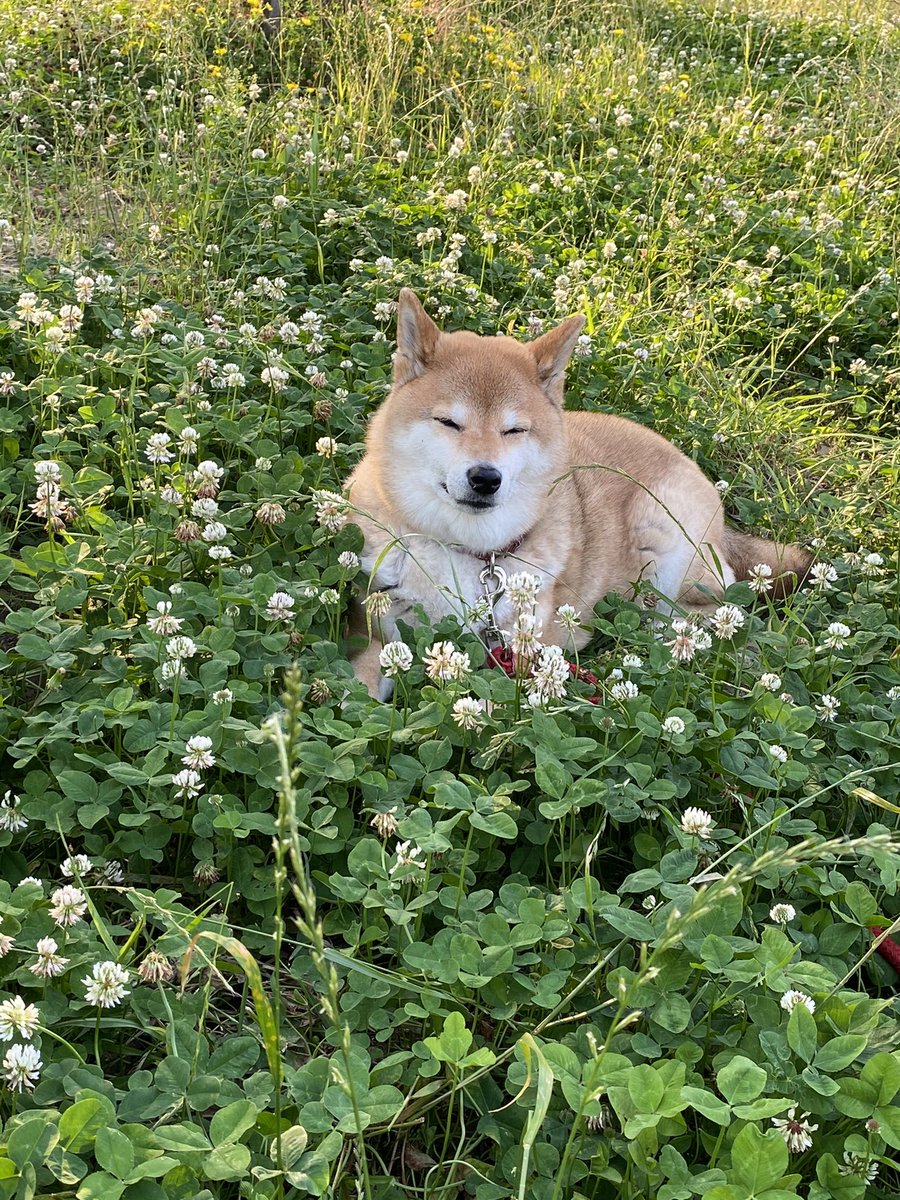 ちい、今日はあづがったね。明日もあづいんだって。「大豆田とわ子と元三人の夫」観て元気だそうぜい！
それにしても可愛いなぁ、ちい❣️