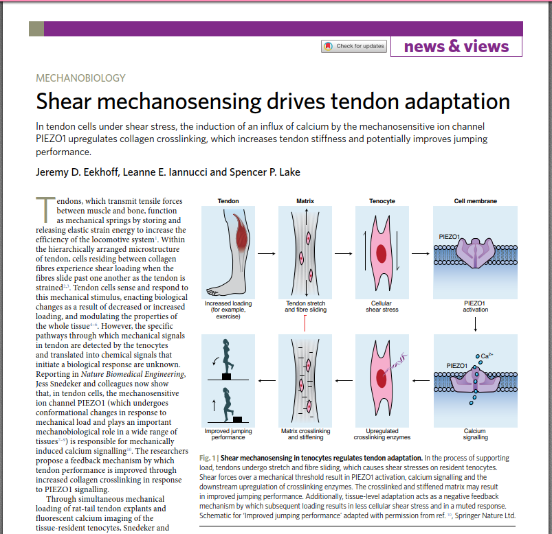 PhysioMeScience's tweet photo. MECHANOBIOLOGY
Shear mechanosensing drives tendon adaptation

👀👀👇👇

https://t.co/AmODVsR9iW https://t.co/LzIMK2spVu