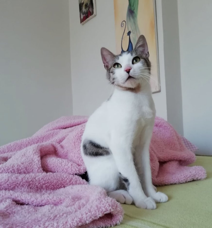 Ölümcül bir hastalıkla mücadele eden Yoldaş'a, buradaki paylaşımlarımızdan 1 TL bile destek gelmedi. 😔 Bazıları gerçekten şanssız oluyor galiba... 
petevin.com/fip-hastasi-as…