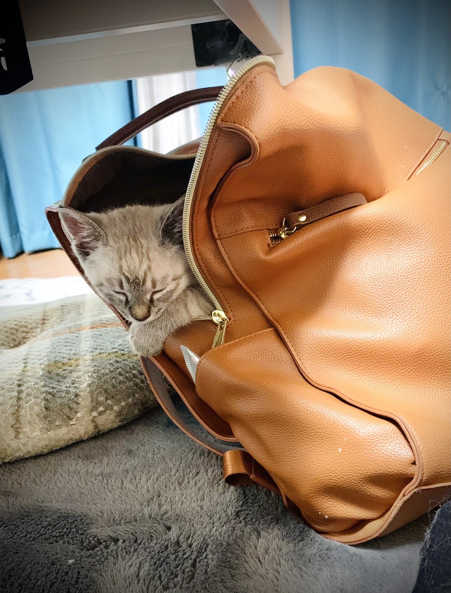 連れて帰るぞかわいい 今日の猫 歳のイラスト