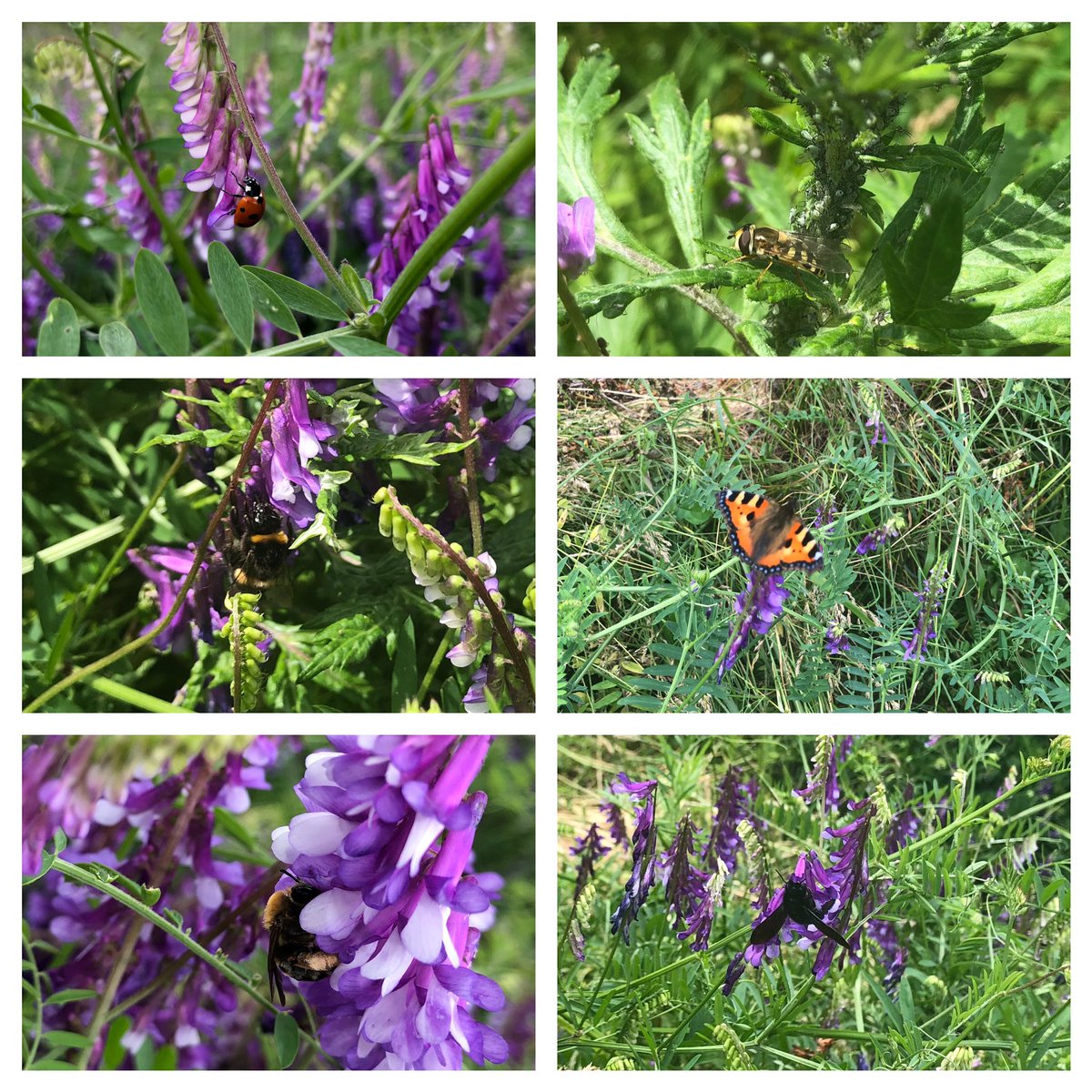 BenLaborie's tweet photo. Quand on dit qu il ne faut pas tondre son jardin comme un golf : six espèces de pollinisateurs vue en 5 minutes 😃 https://t.co/fgmS9E9w8g