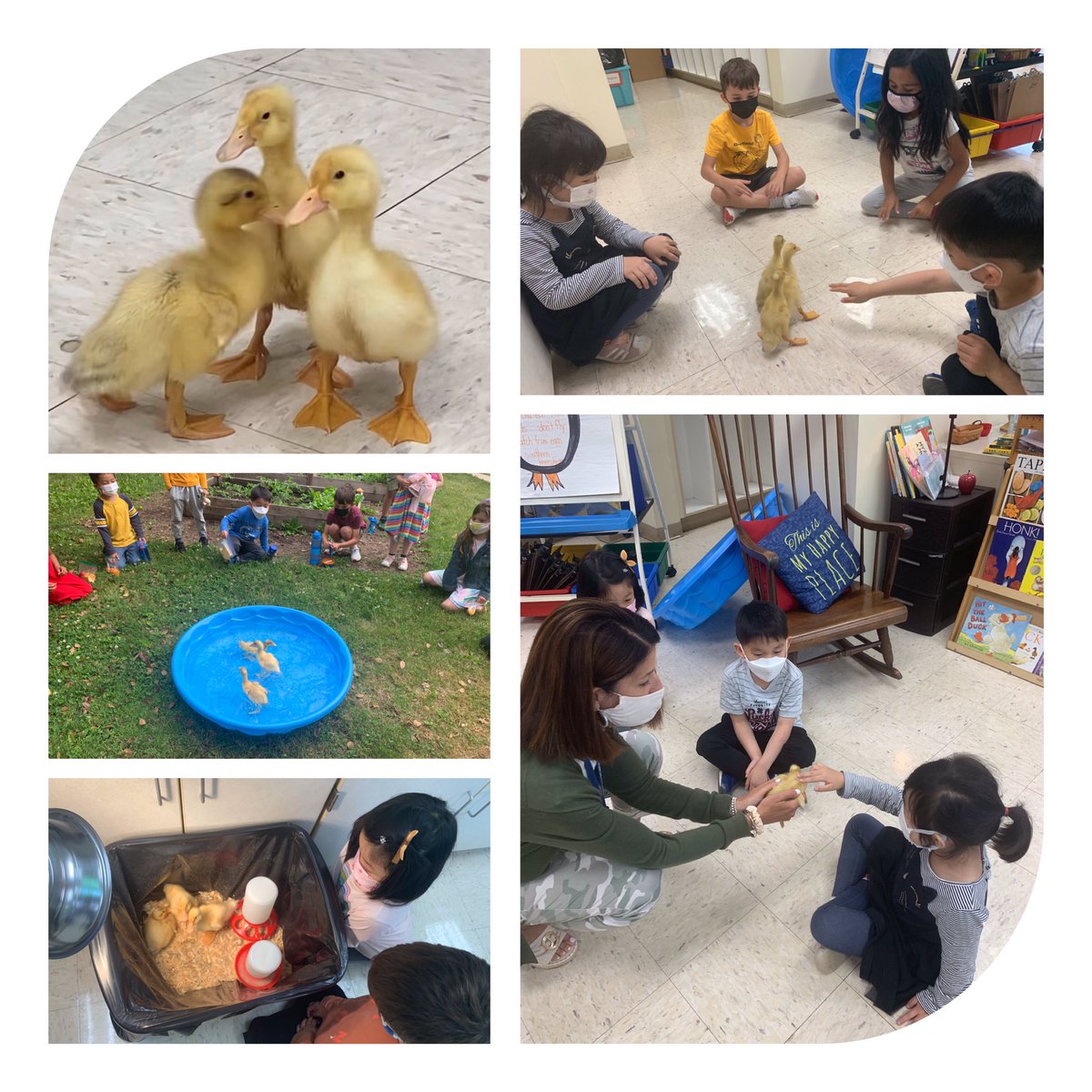Kindergarten Wildcats had so much fun hatching their ducklings! <a href="/millburnschools/">Millburn Schools</a>
