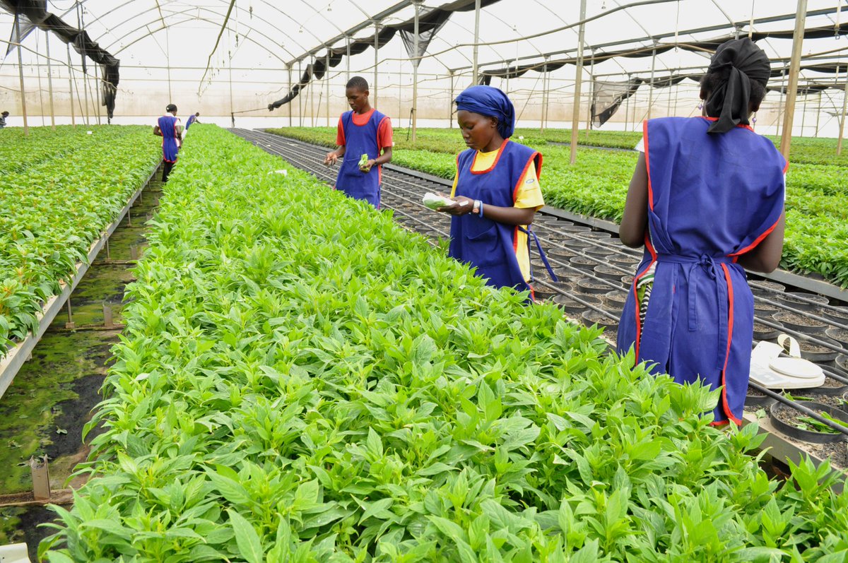 As #Uganda recovers from #COVID19 induced economic and social disruption, the challenge is to ensure better use of land, soil, water, and biodiversity resources, while restoring degraded resources and their ecosystem functions.  #PromoteGreenGrowth
#UgandaEconomicUpdate